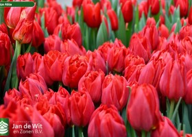 Tulipa Abba (3)